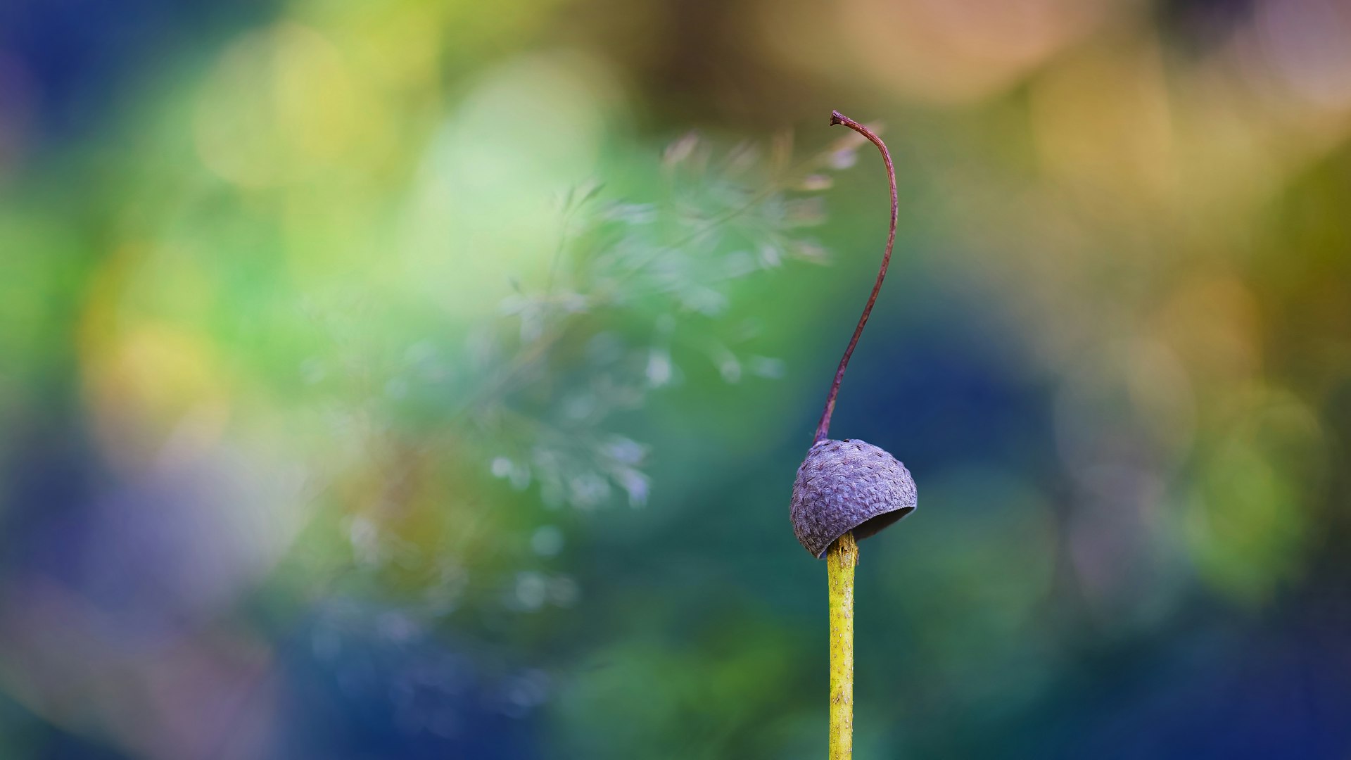 Acorn on stick bruno