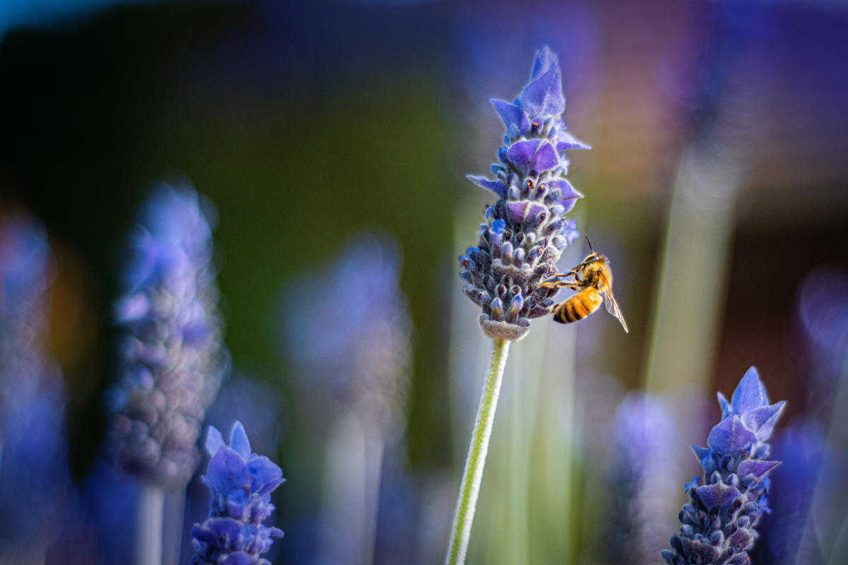 Henley Centre for Coaching