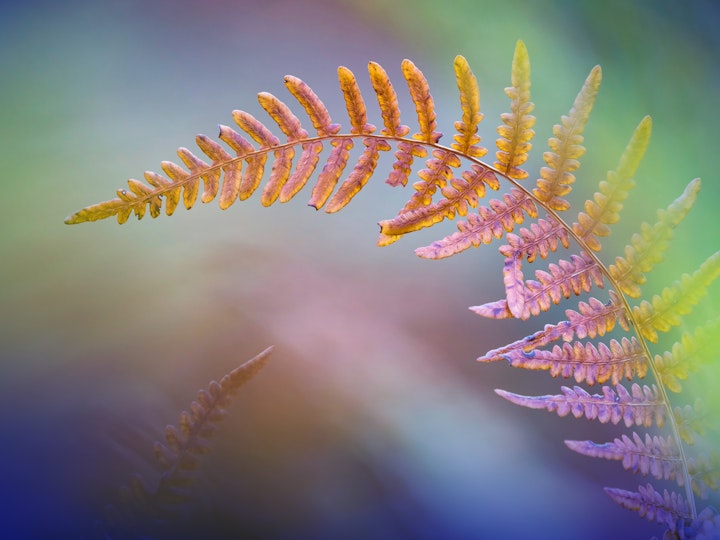 The Henley Centre for Coaching Membership