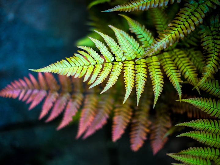 The Henley Partnership