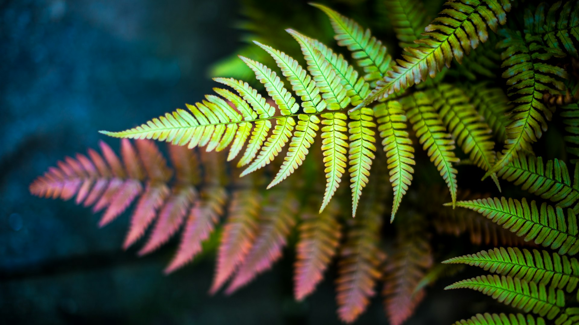 Getty Images 1038727708