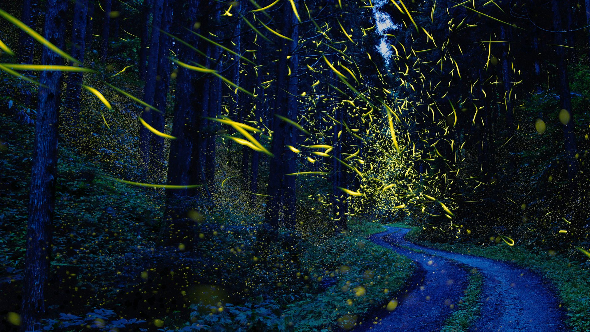 News and insights fireflies in a forest