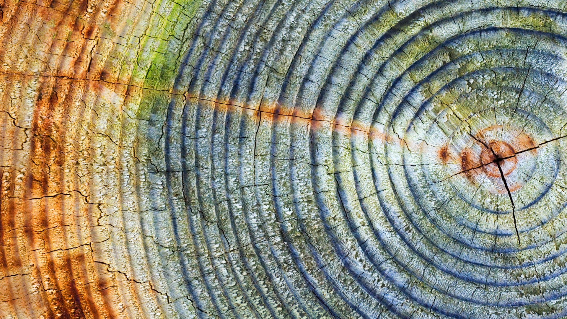 Why Choose Henley tree cross-section