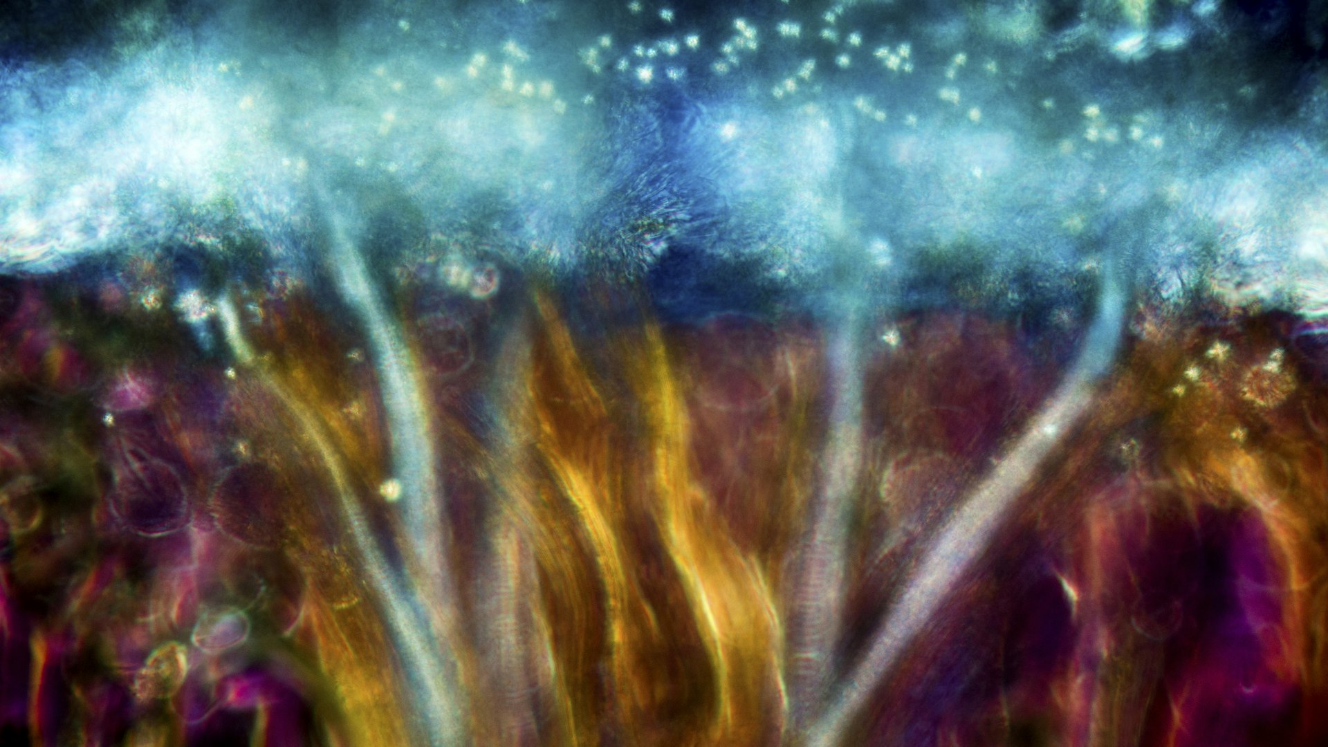 Research and faculty microscopic view of flower seeds