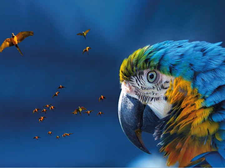 The Henley Coaching Tutor Team