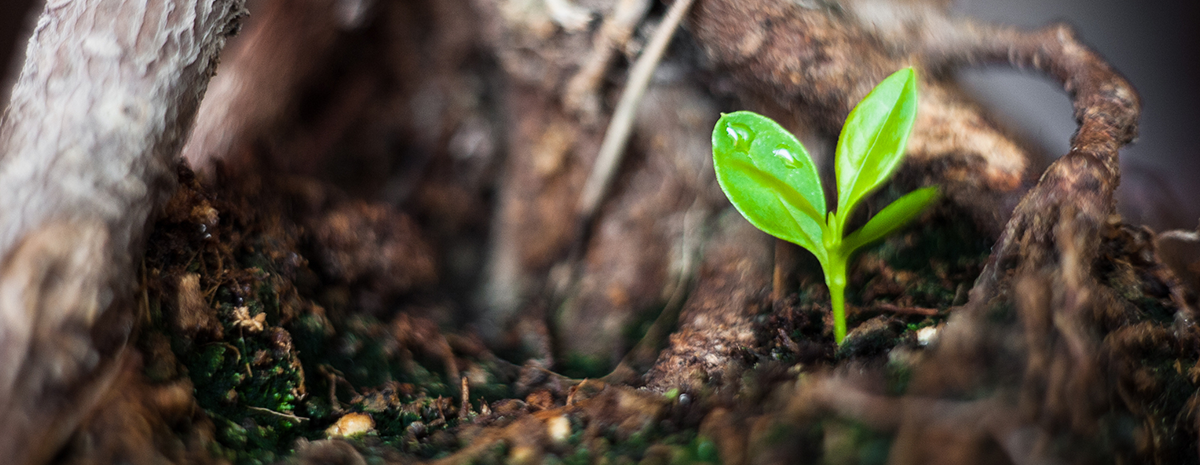 Leadership: Empowering leaders